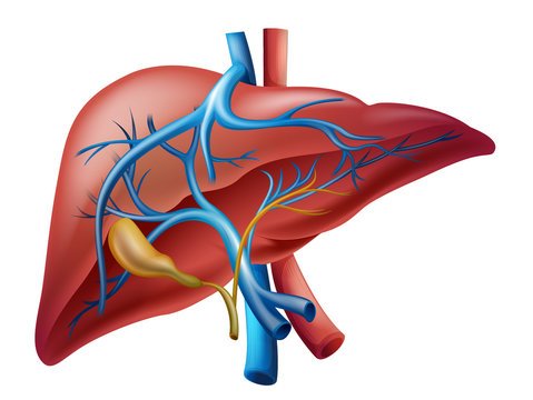 Recognizing Symptoms of Liver Disease